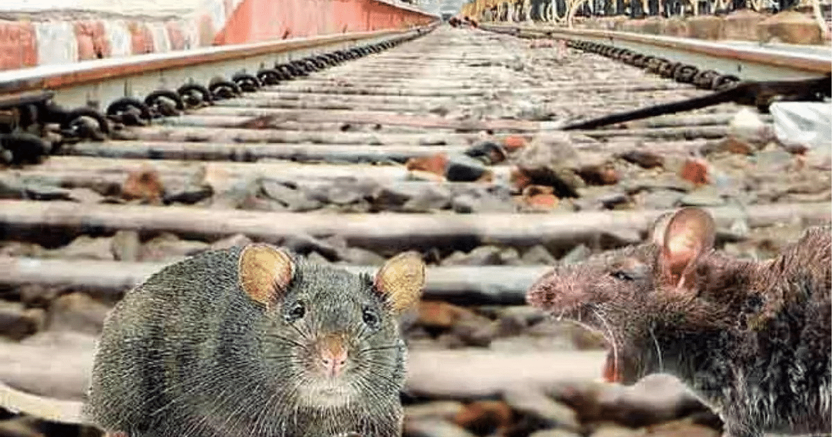 Rats | ఎలుకల్ని పట్టేందుకు 69 లక్షలు!